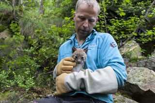 Illustration for article titled ZOMG BABY LYNX CUBS!!!